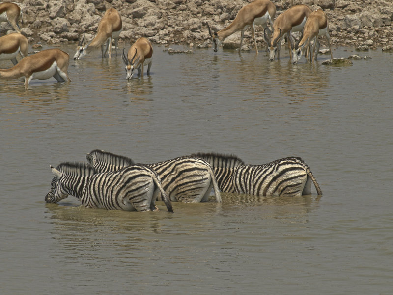 Okaukuejo, Zebra, Springbok